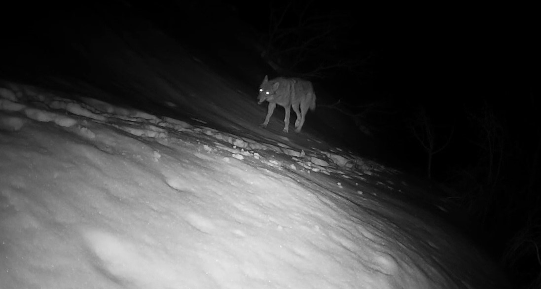 Fotokapana yansıyan yaban hayatı hareketliliği

