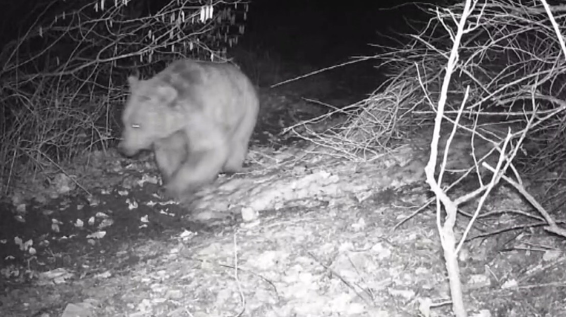 Fotokapana yansıyan yaban hayatında bahar hareketliliği
