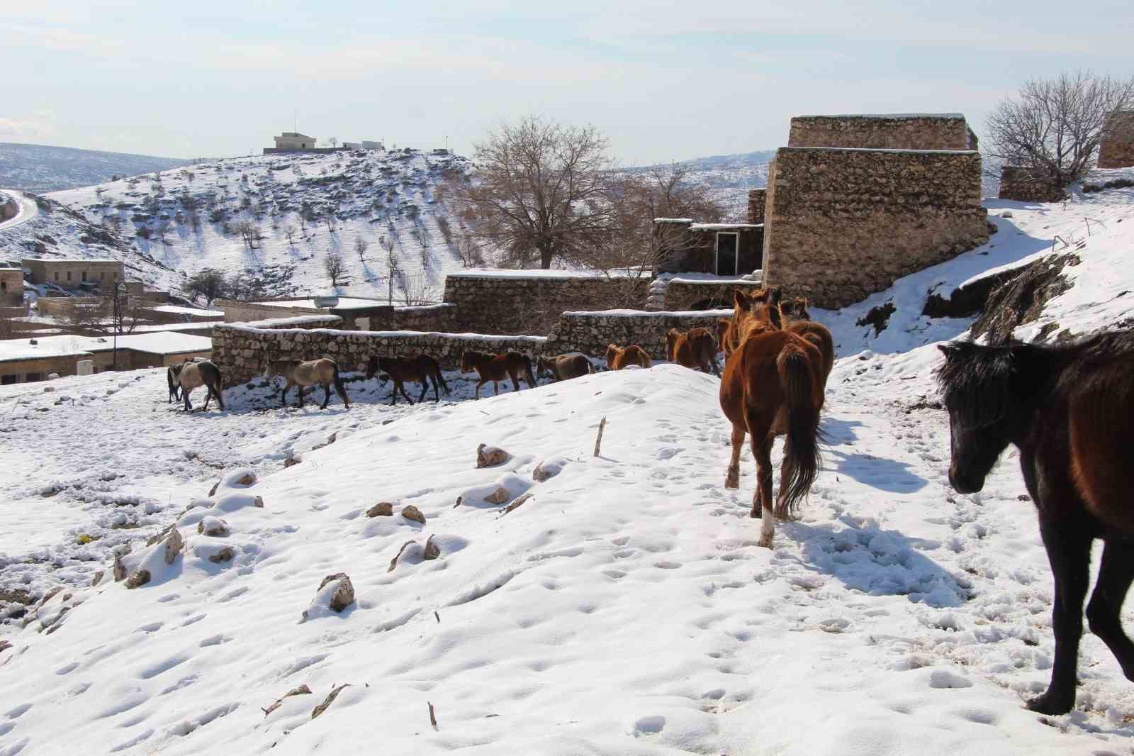 Gabar Dağı eteklerindeki Mağara köyü yeniden canlanıyor
