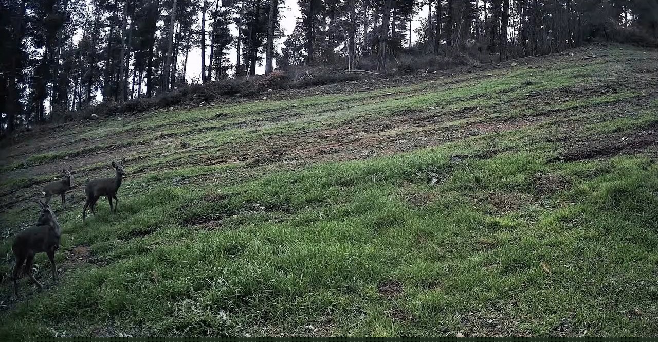 Ganos Dağları’nda karaca sürüsü fotokapana yansıdı
