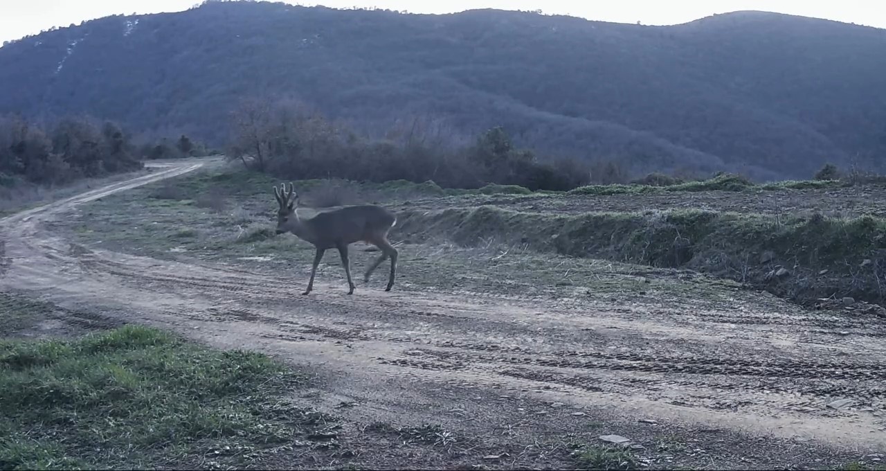 Ganos Dağları’nda karacalar fotokapana yakalandı
