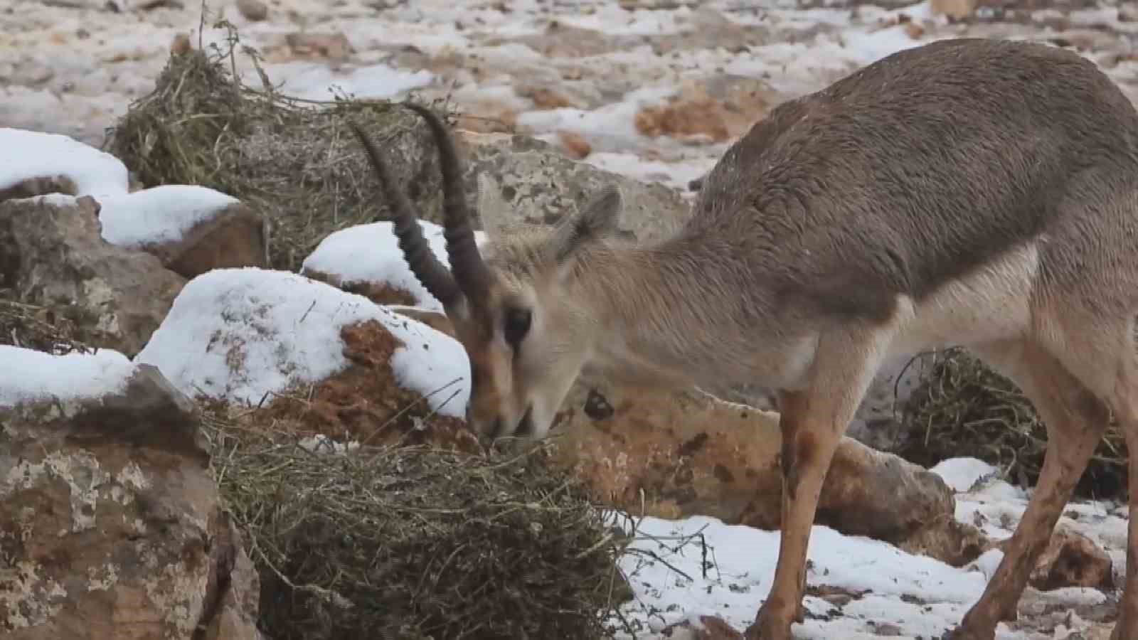 ‘Gazella gazella’ dağ ceylanlarının kar keyfi
