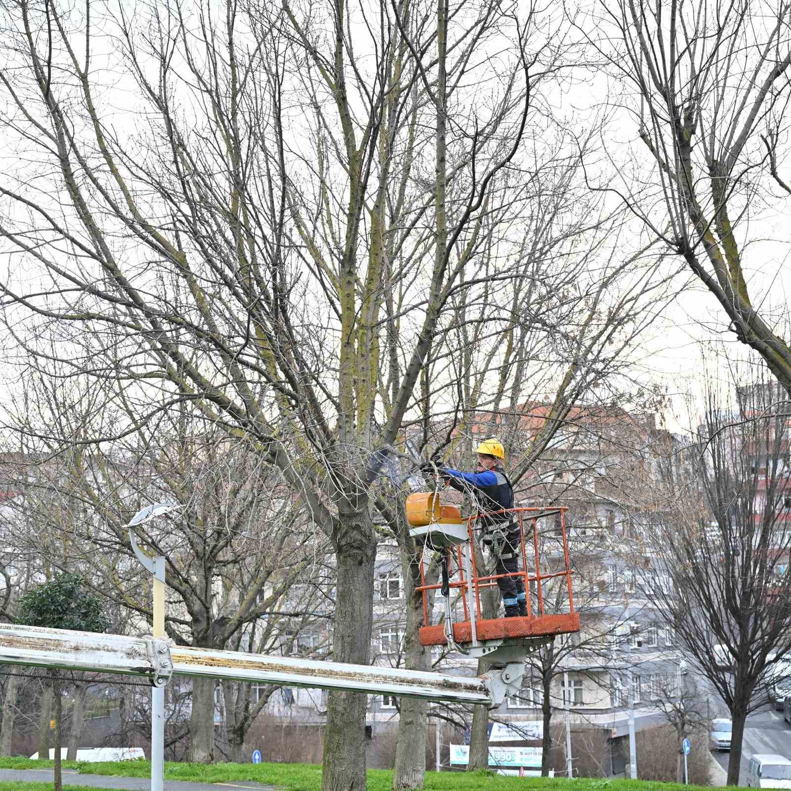 Gaziosmanpaşa’da teke böceği ile mücadele kapsamında yeşil dönüşüm
