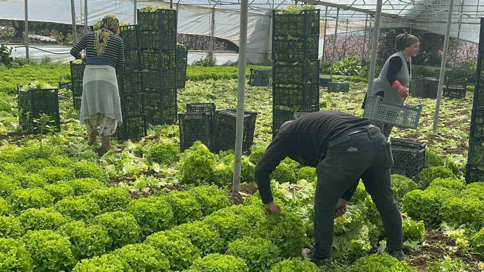 Geçen sene zararıyla ağlatan ’kıvırcık’ bu yıl güldürdü
Geçen sene zararıyla ağlatan ’kıvırcık’ bu yıl güldürdü