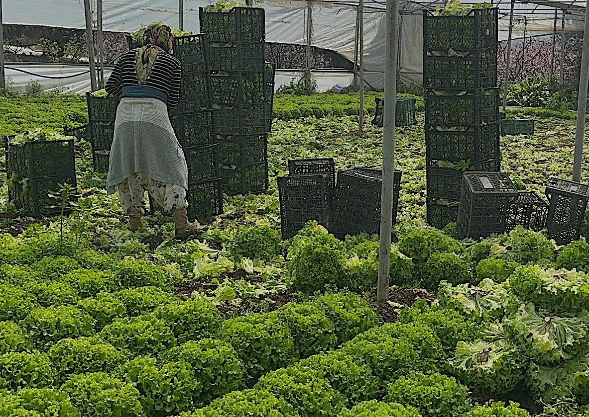 Geçen sene zararıyla ağlatan ’kıvırcık’ bu yıl güldürdü
Geçen sene zararıyla ağlatan ’kıvırcık’ bu yıl güldürdü