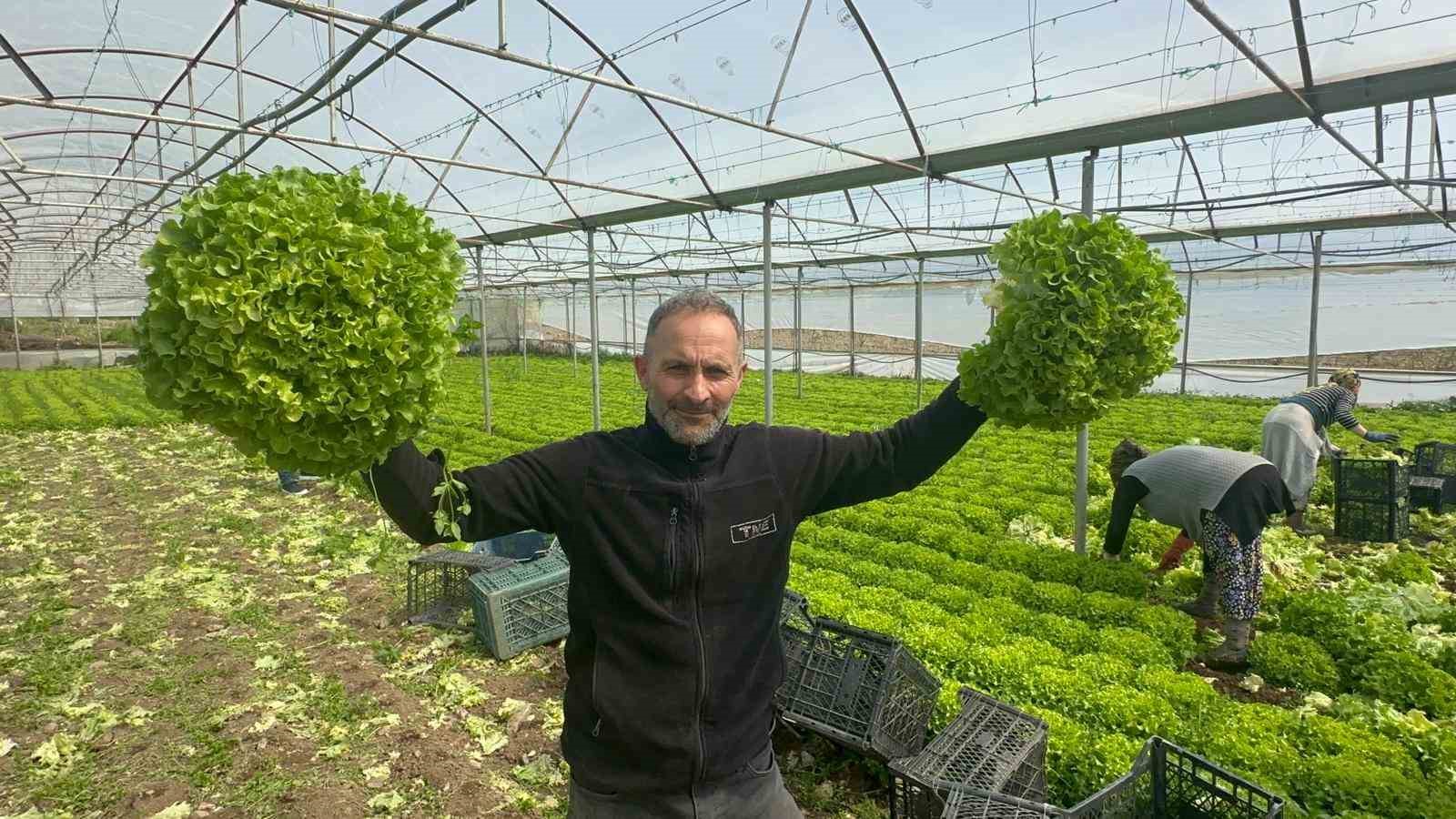 Geçen sene zararıyla ağlatan ’kıvırcık’ bu yıl güldürdü
Geçen sene zararıyla ağlatan ’kıvırcık’ bu yıl güldürdü