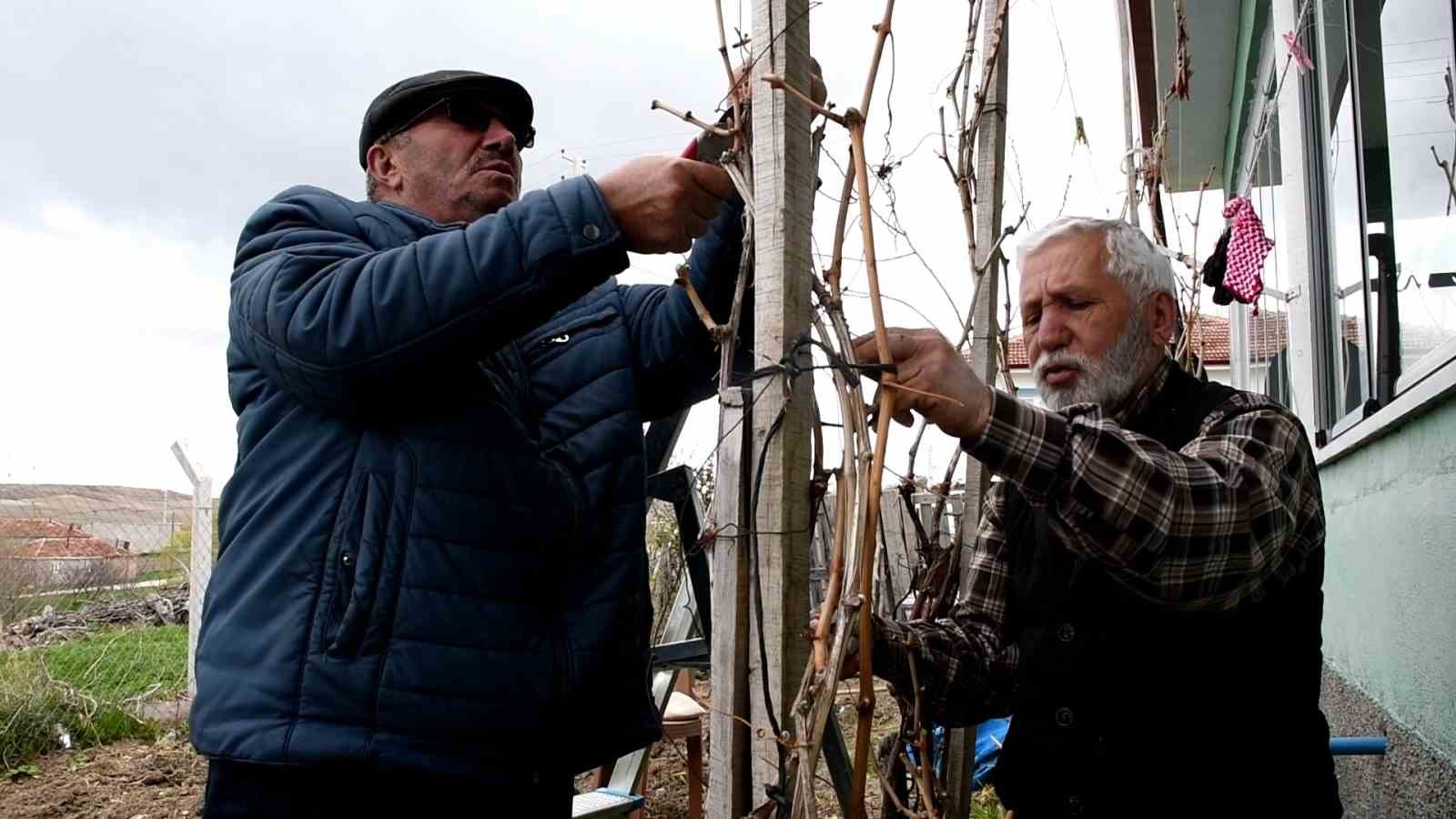 Geçen yıl don vurmuştu, Yozgatlı üzüm üreticisi bu yıl umutlu
