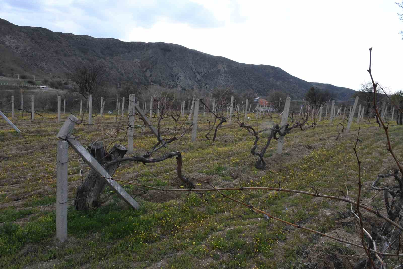 Geçen yıl don vurmuştu, Yozgatlı üzüm üreticisi bu yıl umutlu
