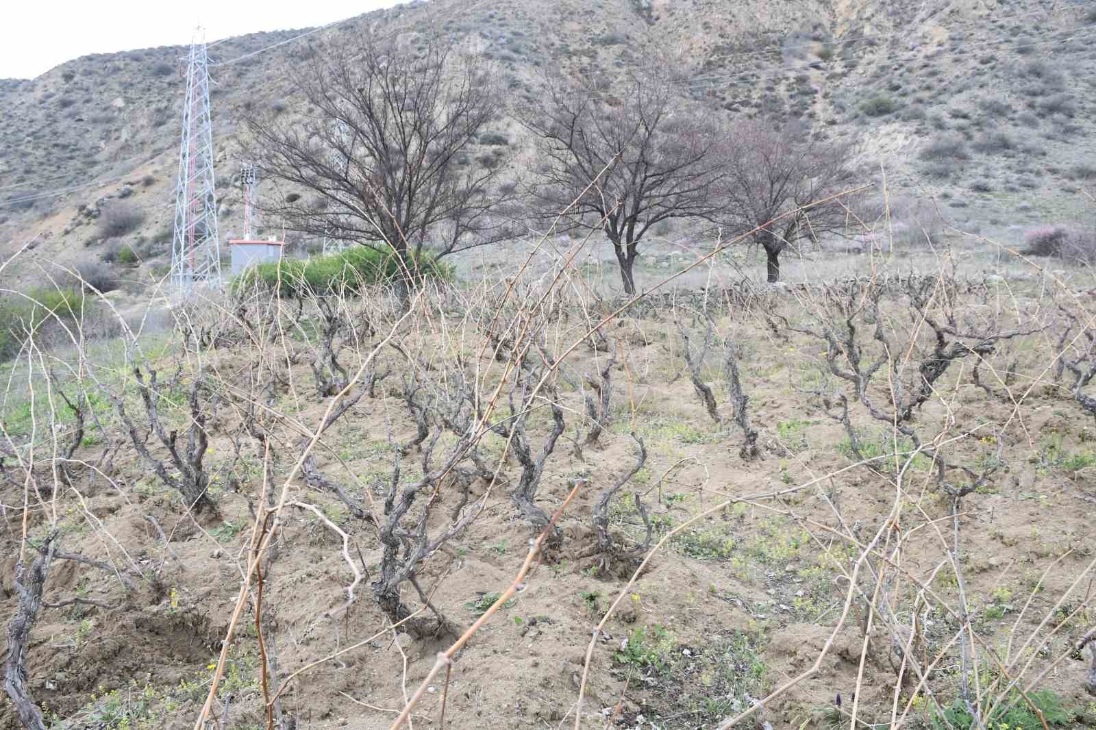 Geçen yıl don vurmuştu, Yozgatlı üzüm üreticisi bu yıl umutlu
