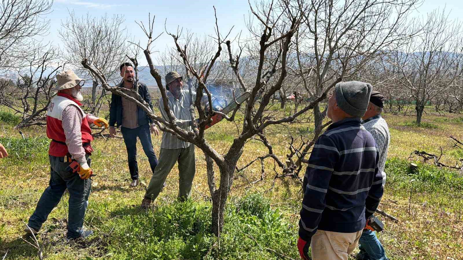 Geçtiğimiz yıl yaşanan zirai donun etkisi ağaçlarda sürüyor
