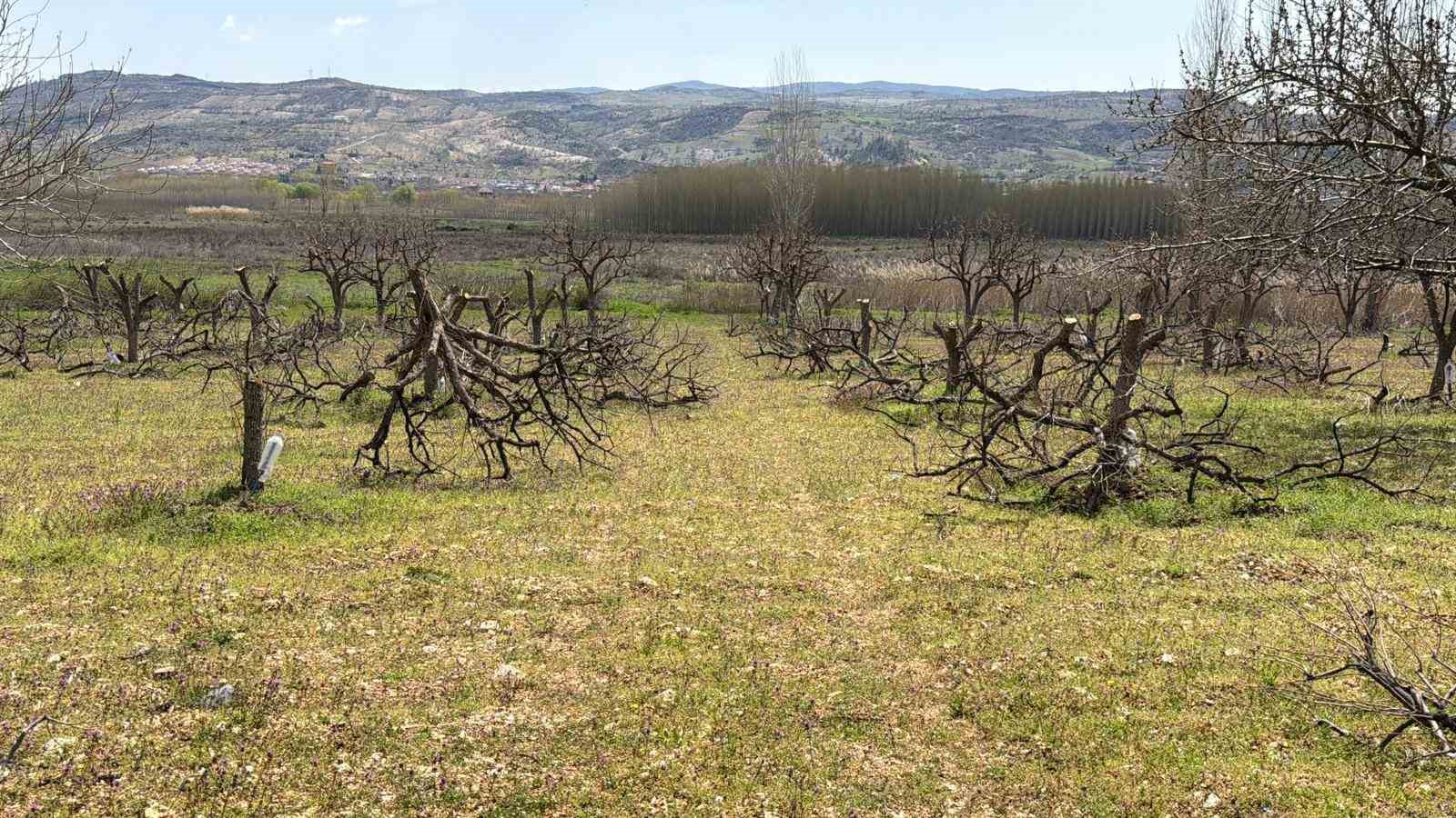 Geçtiğimiz yıl yaşanan zirai donun etkisi ağaçlarda sürüyor
