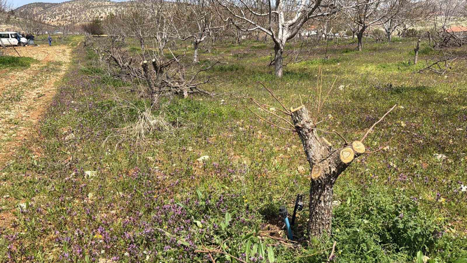 Geçtiğimiz yıl yaşanan zirai donun etkisi ağaçlarda sürüyor
