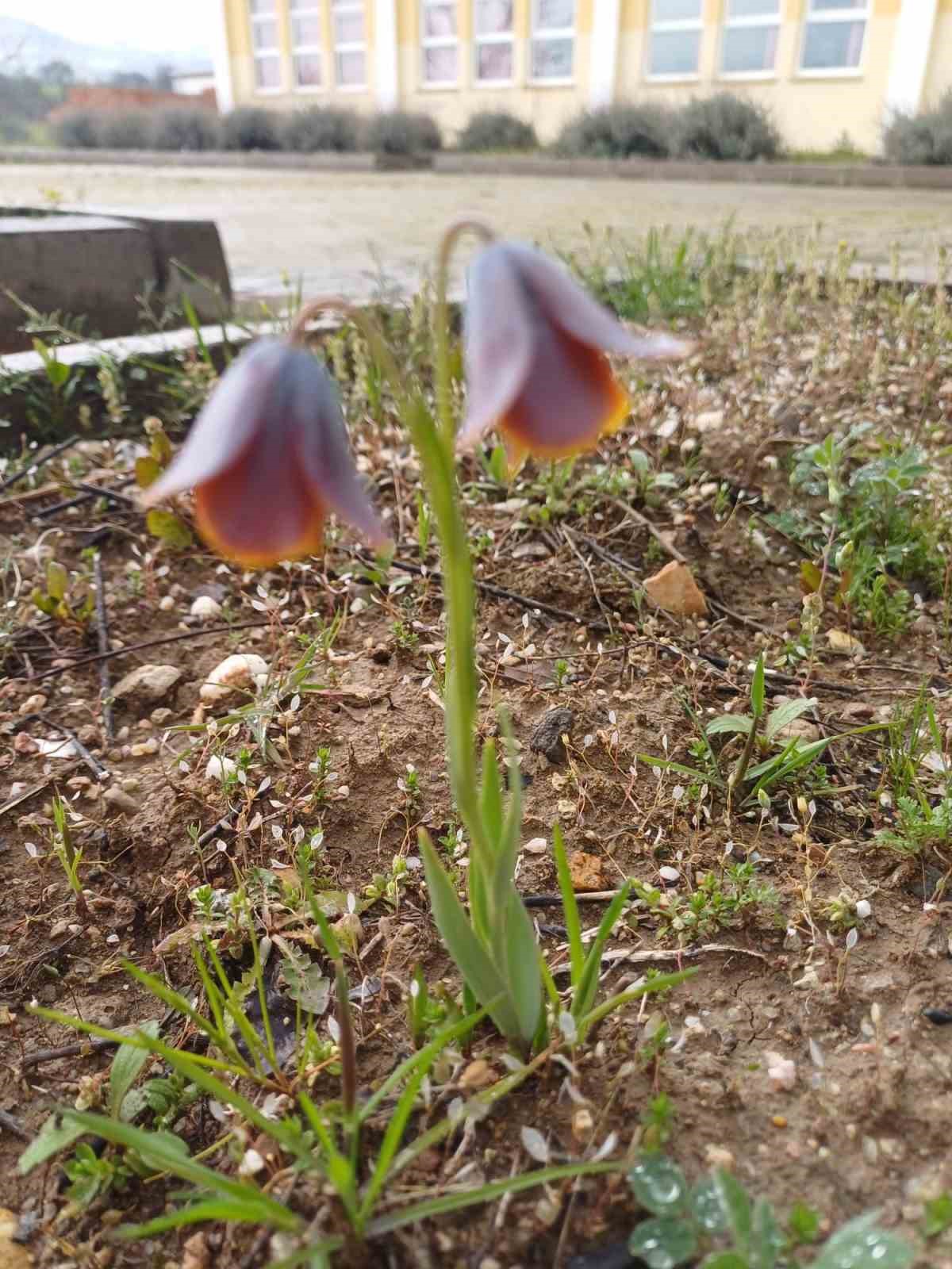 Gediz MYO kampüsünde sürpriz ’Ters Lale’
