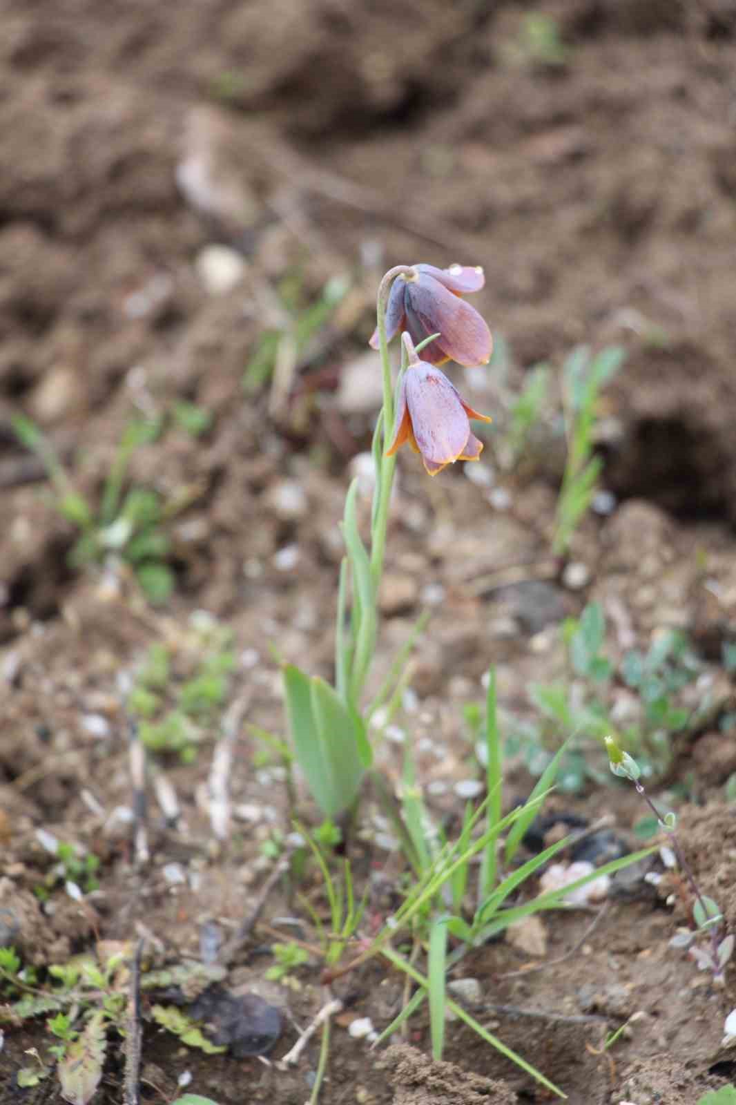 Gediz MYO kampüsünde sürpriz ’Ters Lale’
