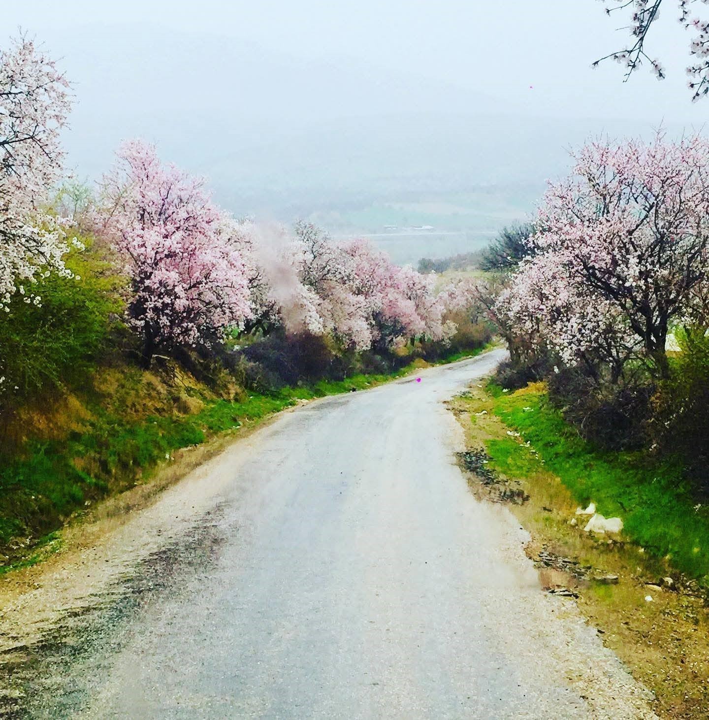 Gediz’de bahar aylarının getirdiği güzellik büyülüyor
