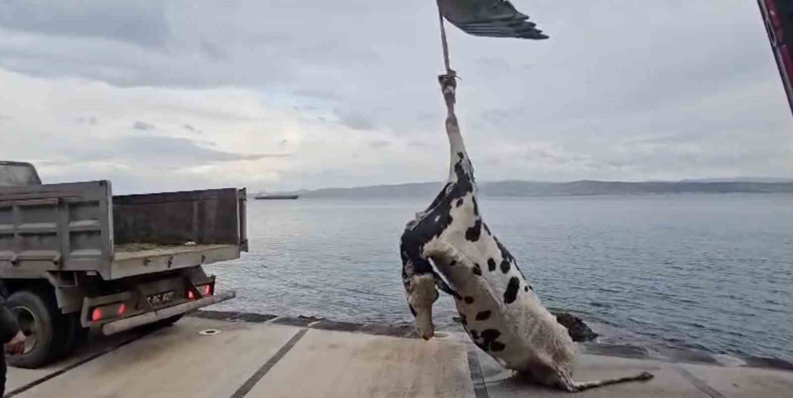Gelibolu’da ölü inek sahile vurdu
