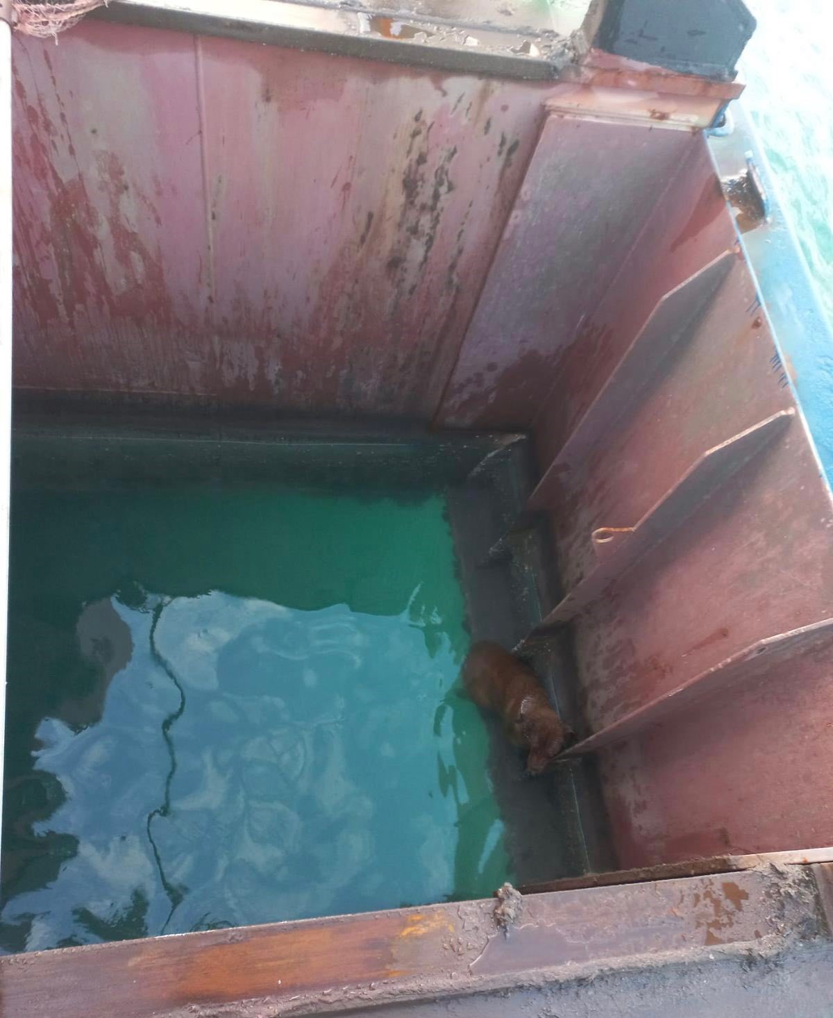 Gemiden denize düşen köpeği itfaiye kurtardı
