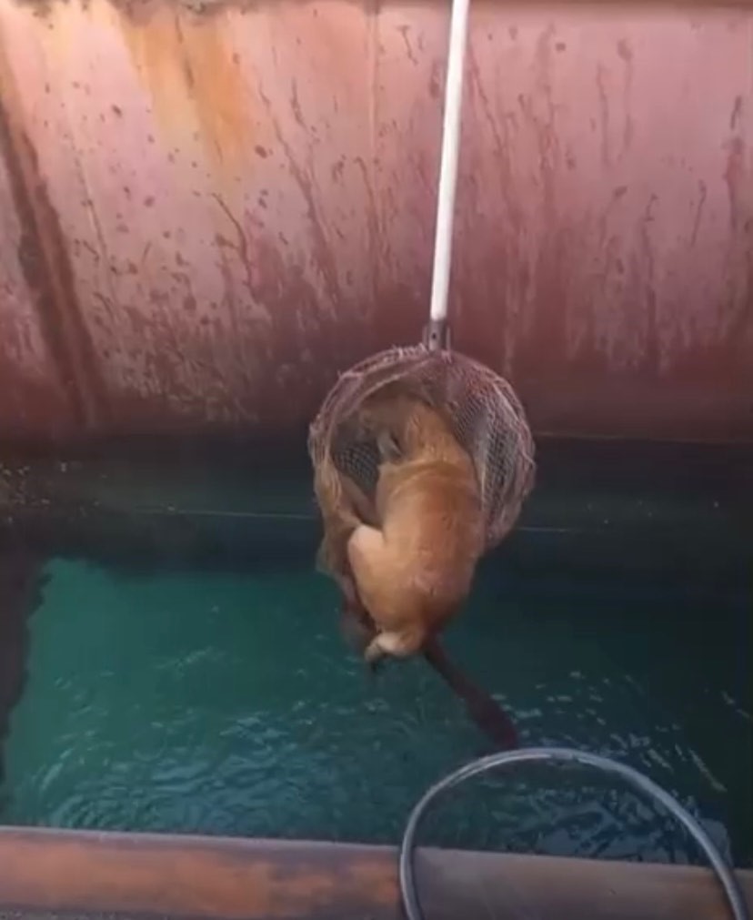 Gemiden denize düşen köpeği itfaiye kurtardı
