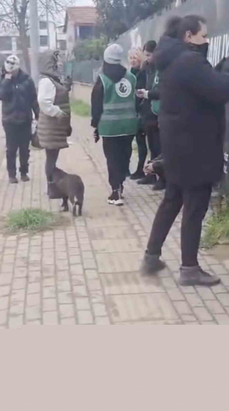 Gemlik Belediyesinin Umurbey’deki barınağını önünde toplanan hayvanseverler içeriye alınmadı
