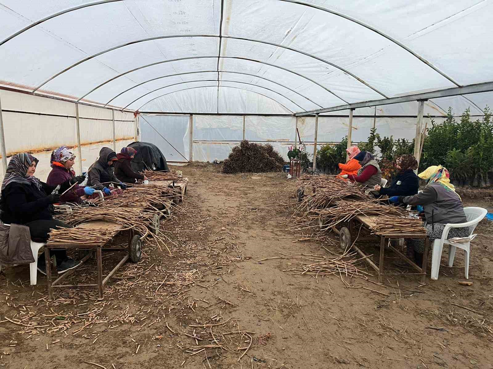 Genç kardeşlerden Sarıgöl ekonomisine 700 bin fidan hamlesi
