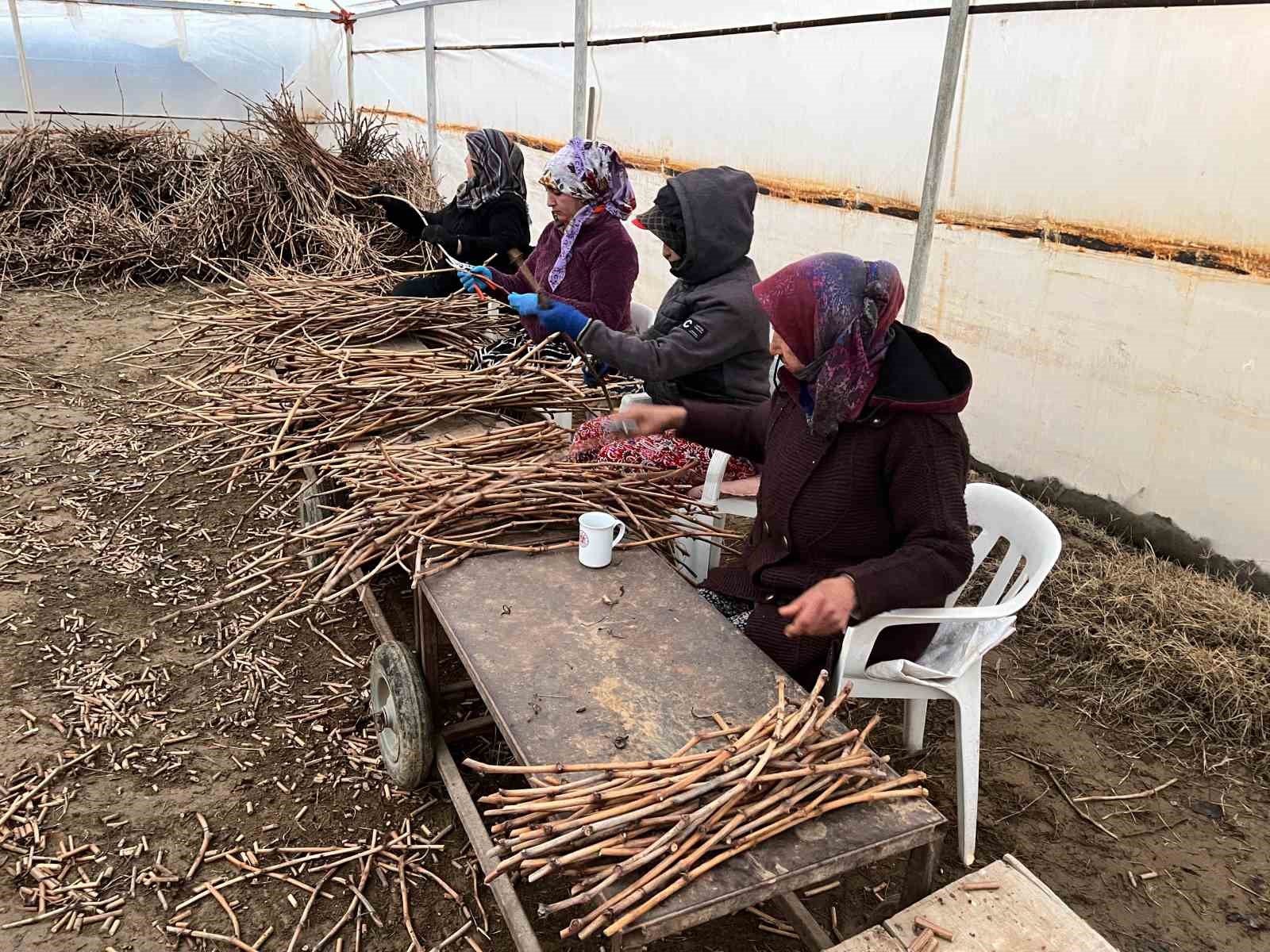 Genç kardeşlerden Sarıgöl ekonomisine 700 bin fidan hamlesi
