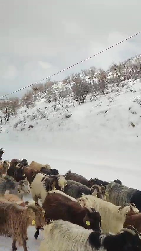 Gercüş kırsalına inen kurt paniğe neden oldu
