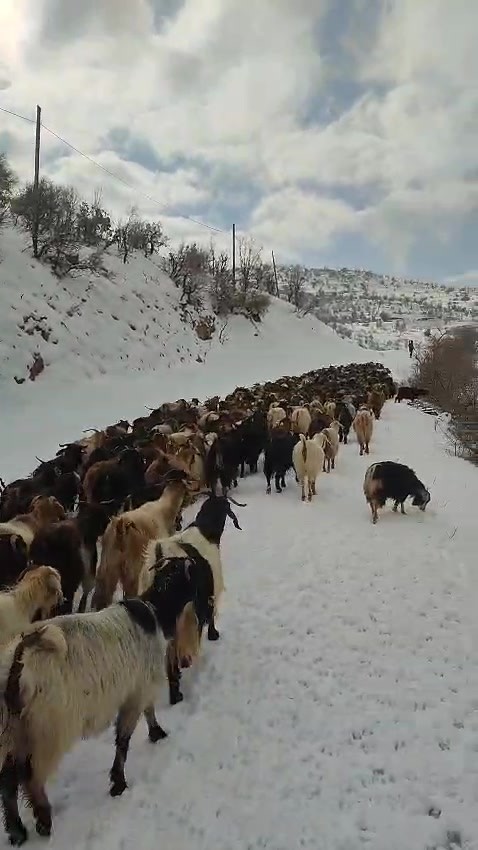 Gercüş kırsalına inen kurt paniğe neden oldu
