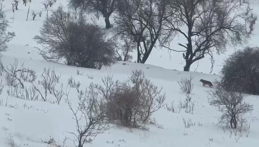 Gercüş’te aç kalan kurtlar, şehir merkezine indi
