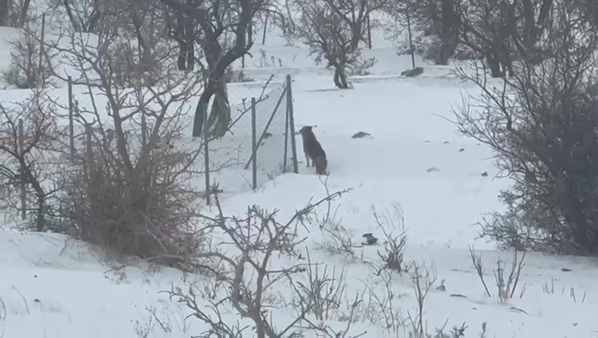 Gercüş’te aç kalan kurtlar, şehir merkezine indi
