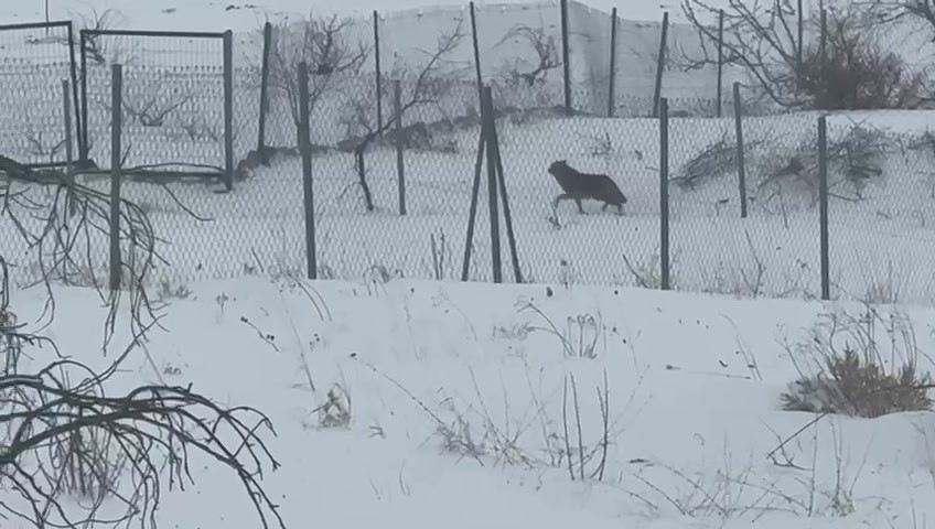 Gercüş’te aç kalan kurtlar, şehir merkezine indi
