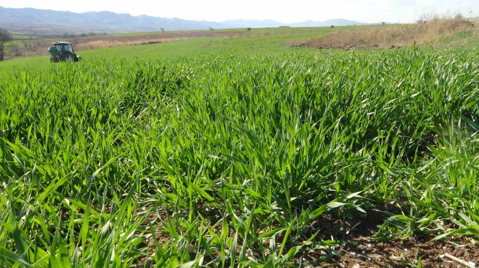 Gercüş’te çiftçilerin bahar mesaisi başladı: Tarlalar gübreyle buluşuyor
