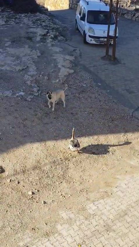 Gercüş’te köpek ile kazın kavgası kameraya yansıdı

