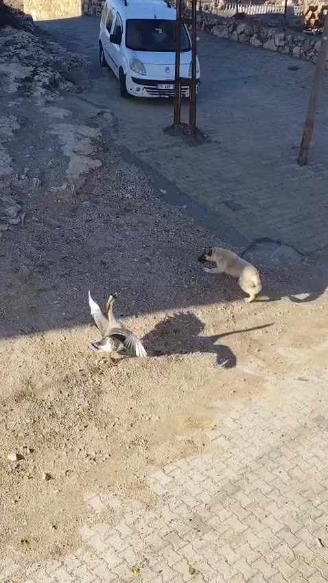 Gercüş’te köpek ile kazın kavgası kameraya yansıdı
