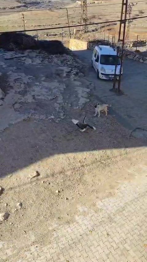 Gercüş’te köpek ile kazın kavgası kameraya yansıdı
