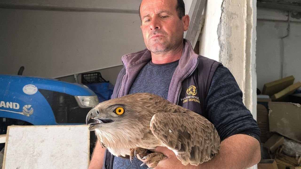 Gercüş’te yaralı kızıl şahine şefkat eli
