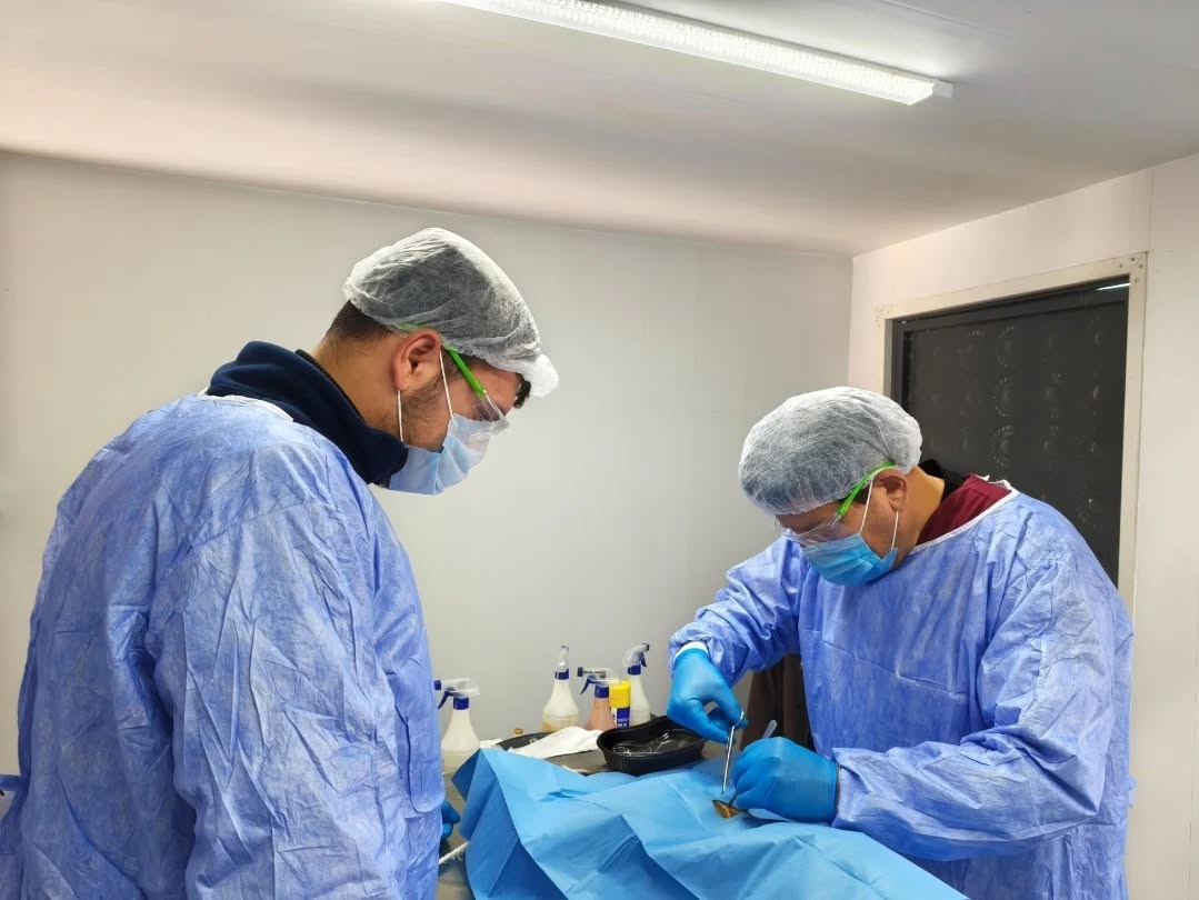 Germencik Belediyesi sokak hayvanları için kısırlaştırma çalışmalarını sürdürüyor
Germencik Belediyesi sokak hayvanları için kısırlaştırma çalışmalarını sürdürüyor