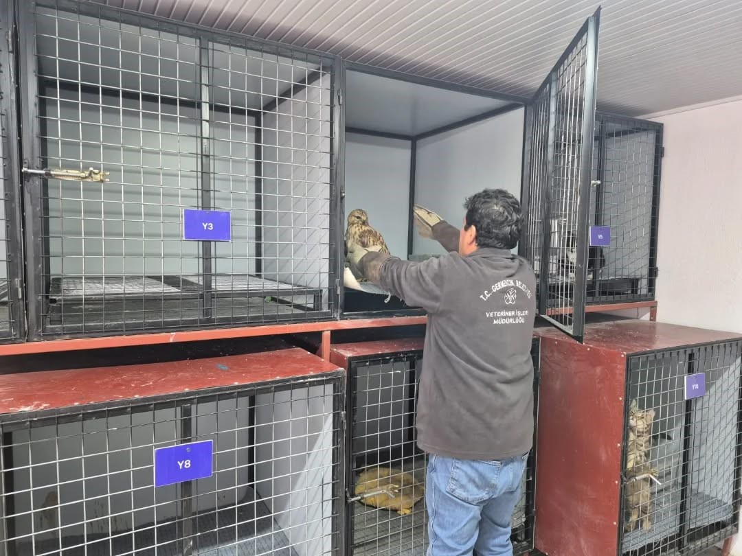 Germencik’te belediyenin ihbar hattı yaban hayvanlarına da umut oluyor
