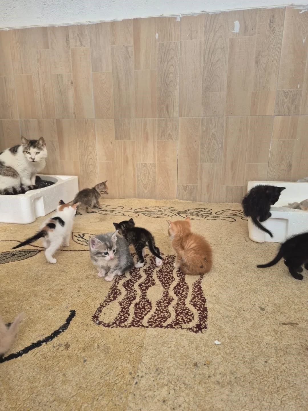 Germencik’te can dostlar yeni yuvalarını arıyor
