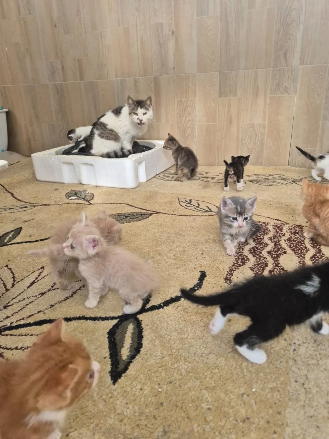 Germencik’te can dostlar yeni yuvalarını arıyor
