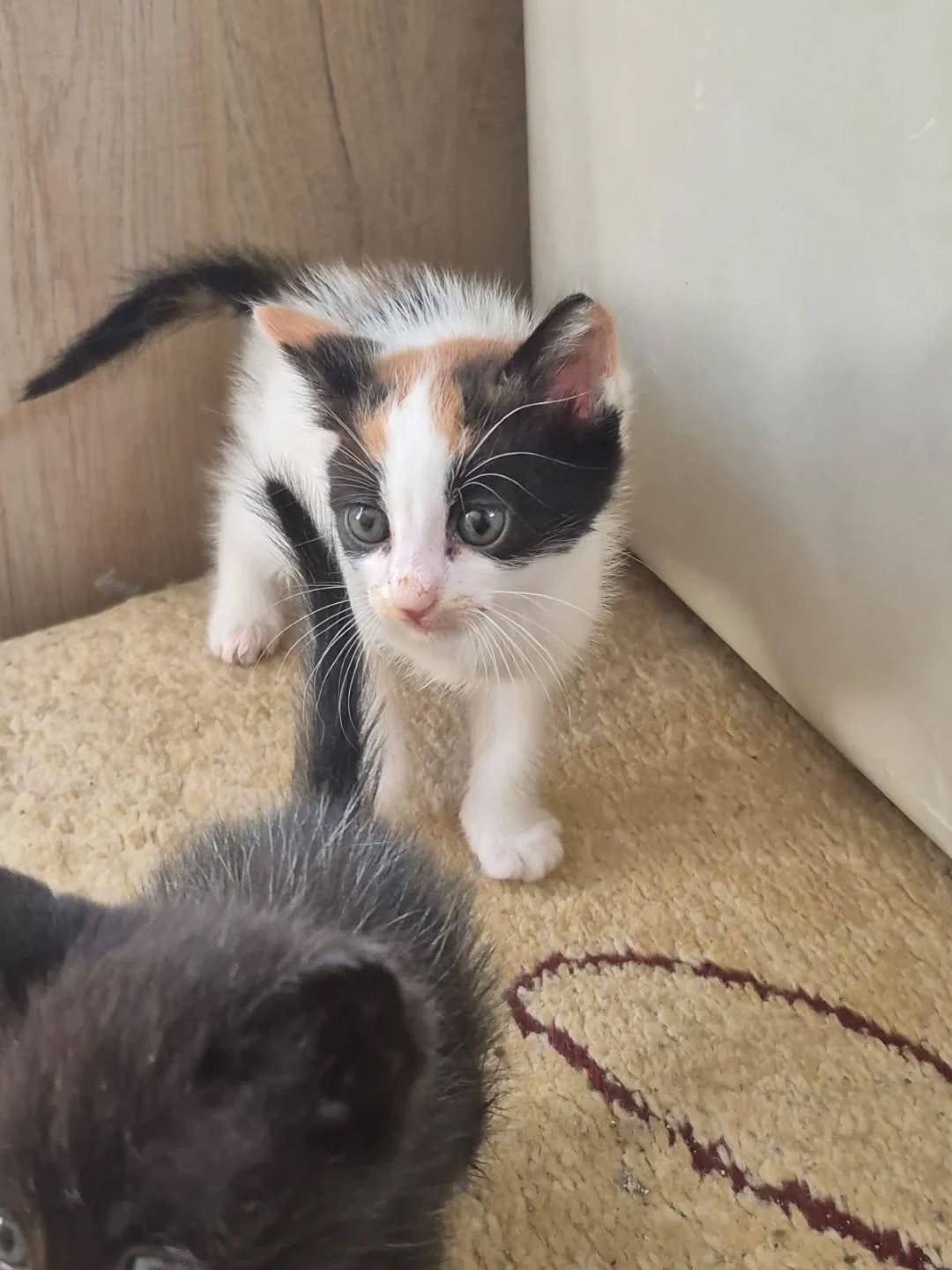 Germencik’te can dostlar yeni yuvalarını arıyor
