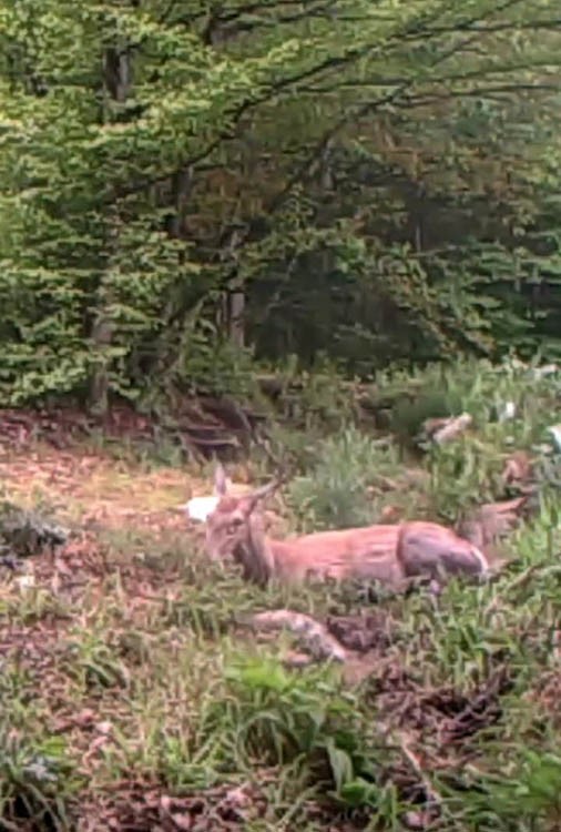 Geyiğin su keyfi fotokapanla görüntülendi
