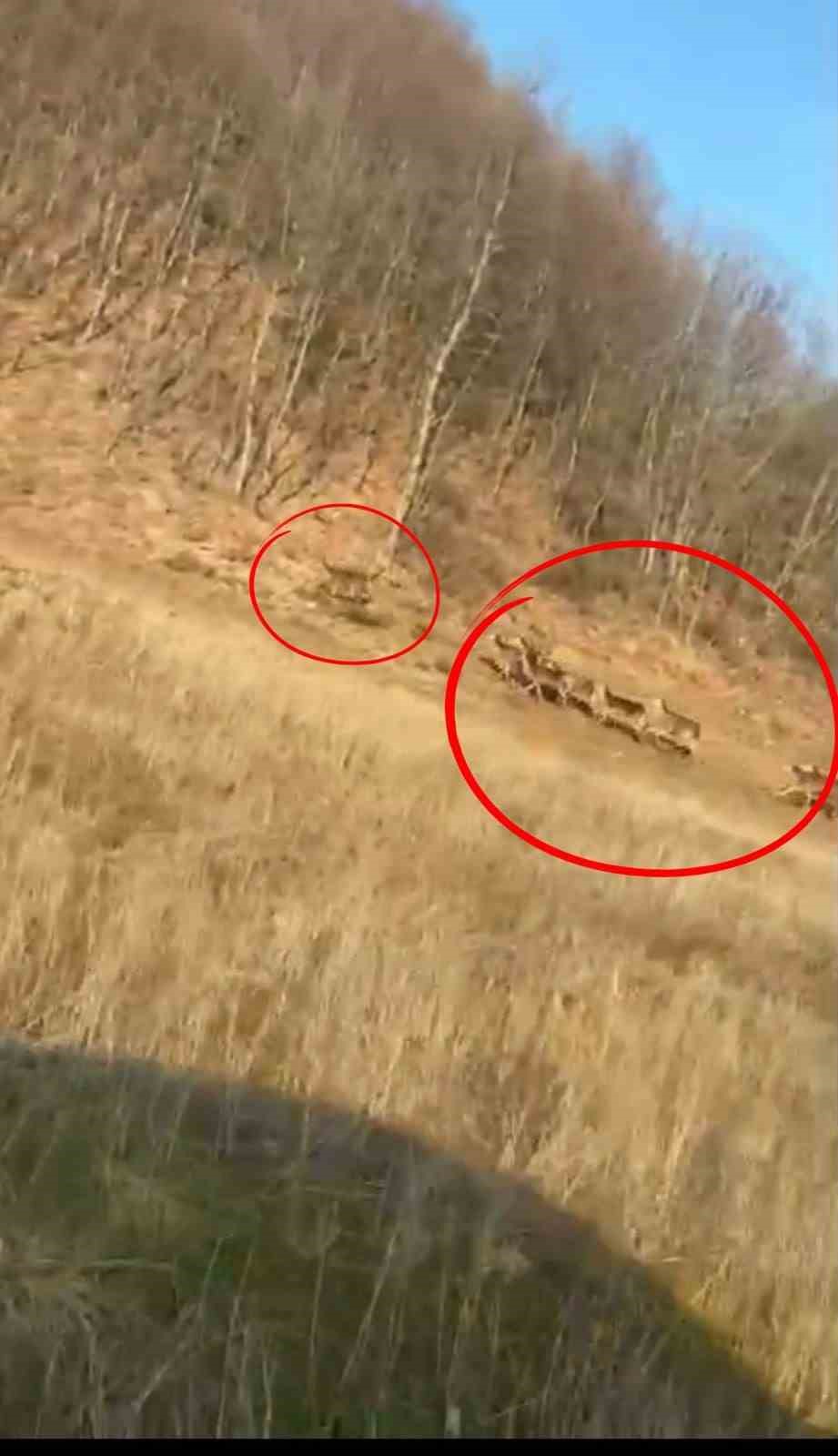 Geyik sürüsü kameraya böyle takıldı
