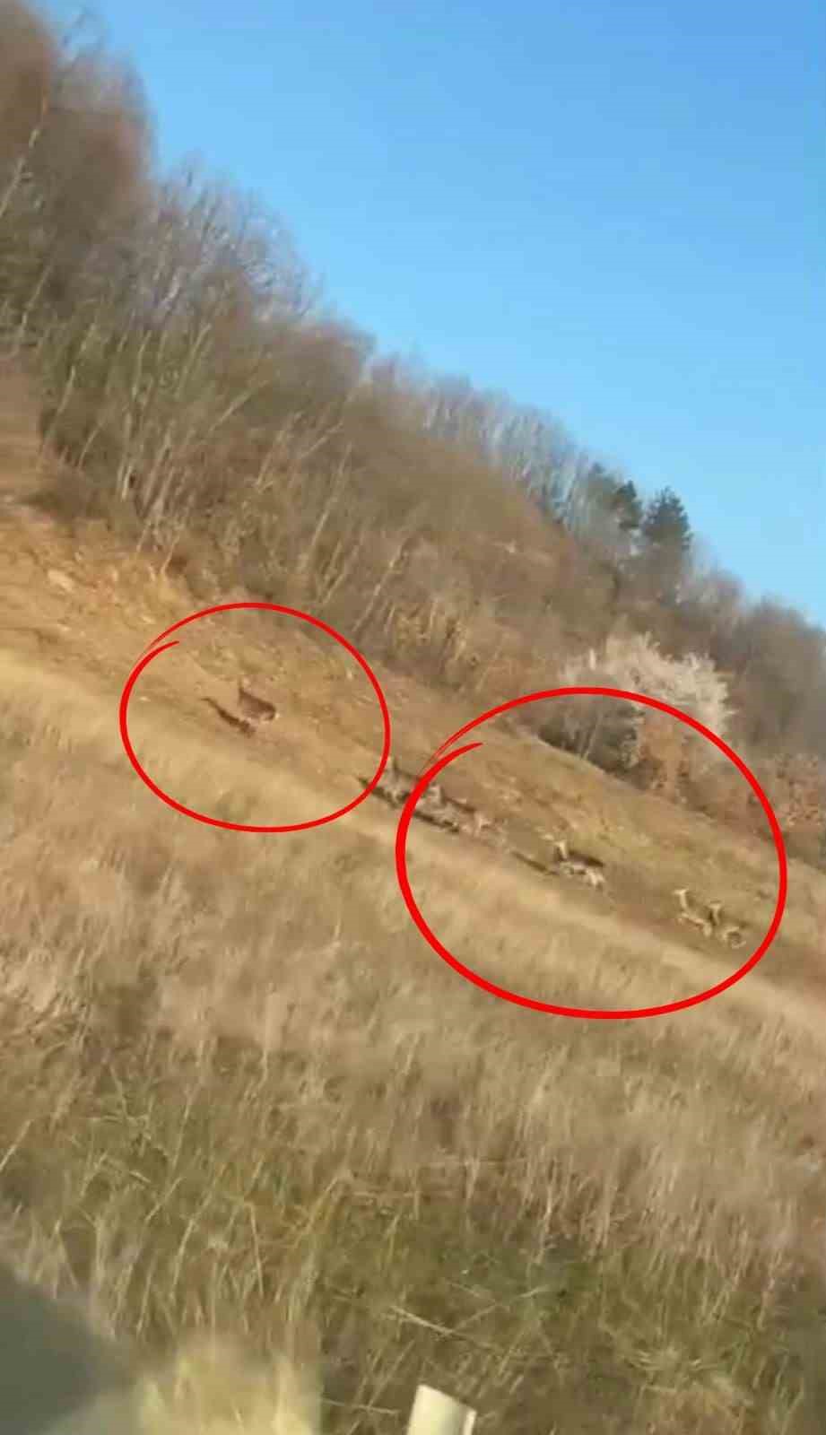 Geyik sürüsü kameraya böyle takıldı
