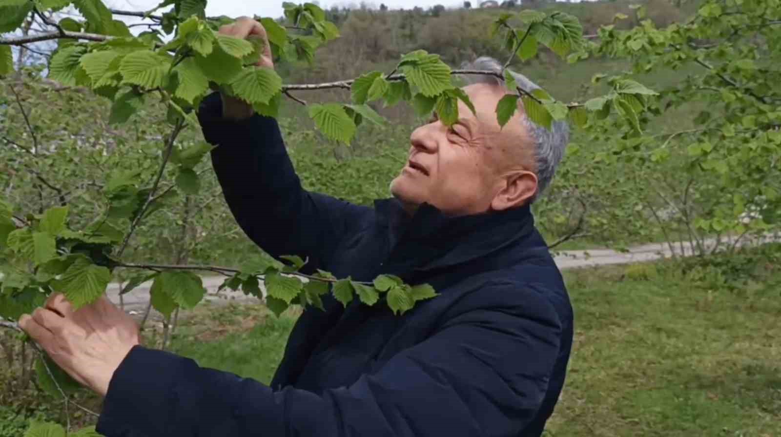 Giresun’da fındıkta don riski yok, üreticiyi kokarca korkutuyor
