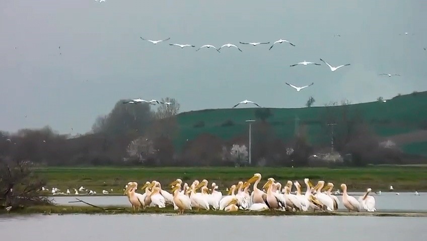 Göç eden pelikanlar Bursa’da mola verdi
