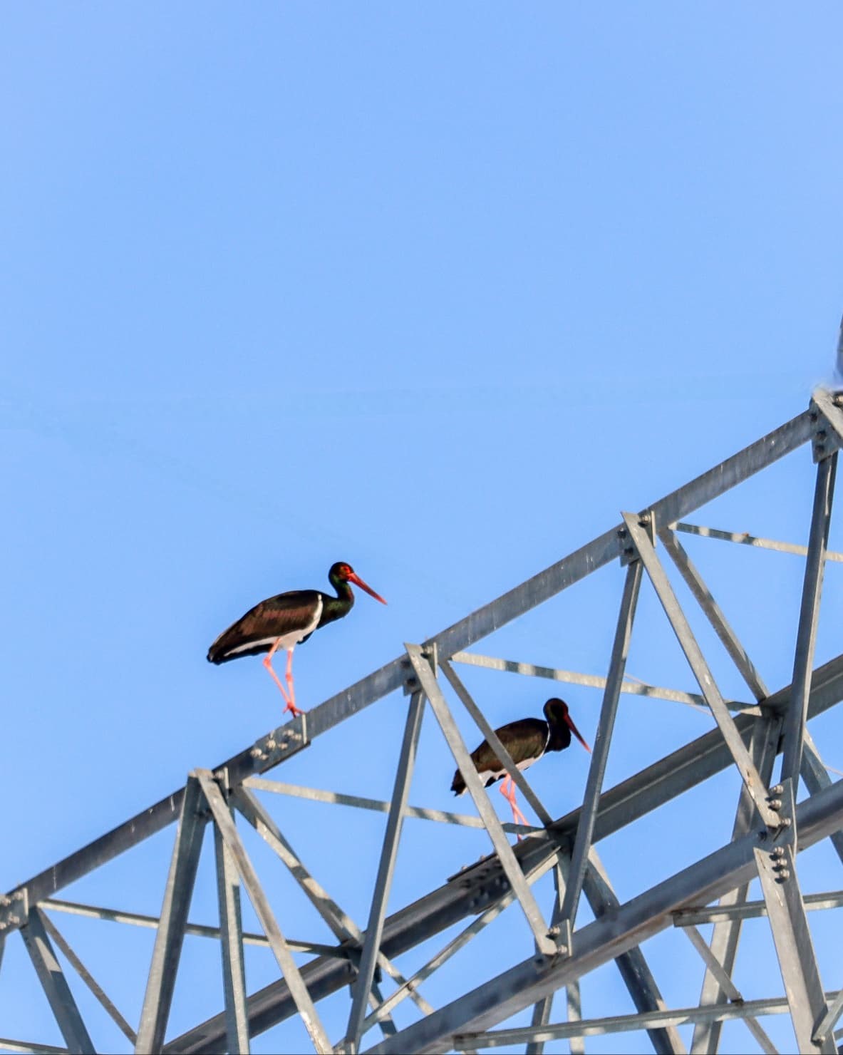 Göç etmeyi unutan kara leylekler Elazığ’da görüldü
