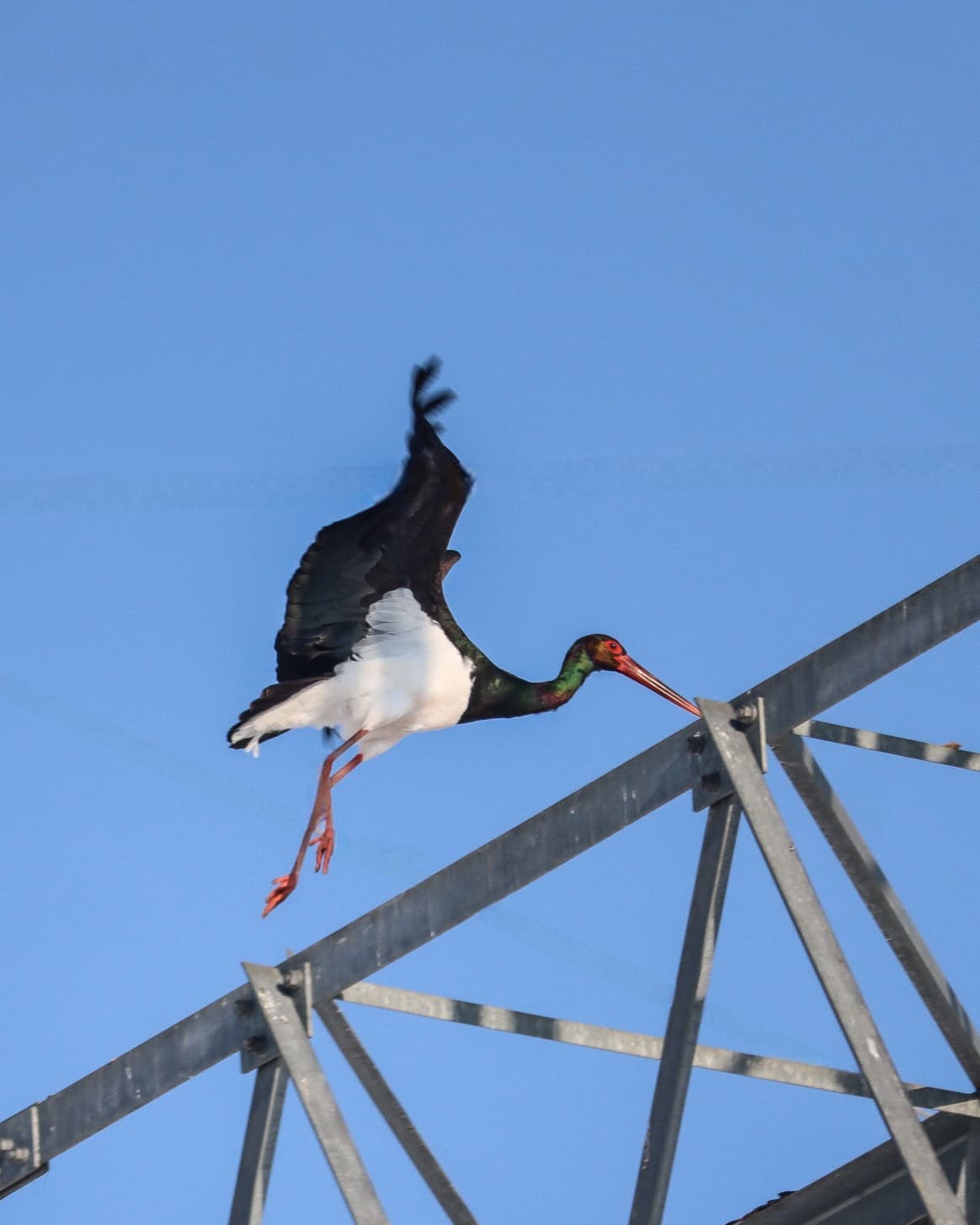 Göç etmeyi unutan kara leylekler Elazığ’da görüldü
