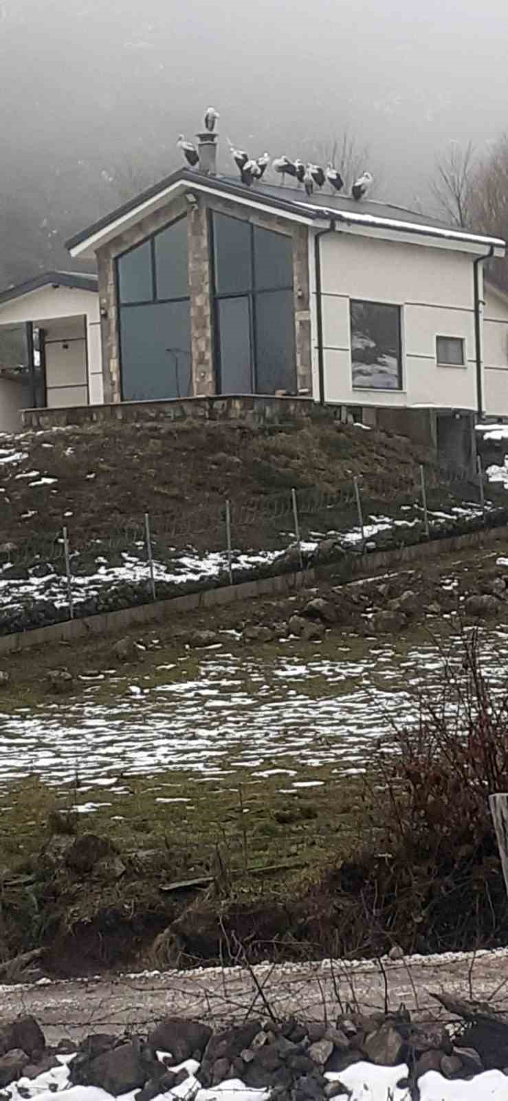 Göç yolculuğundaki leylekler Sakarya’da mola verdi
