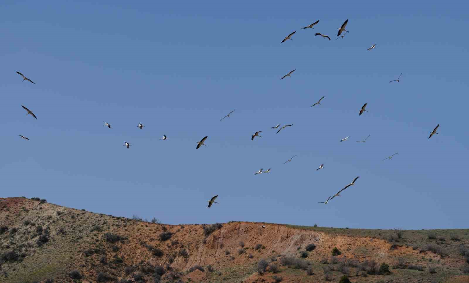 Göç yolculuğunu tamamlayan leylekler, martılarla aynı alanda buluştu
