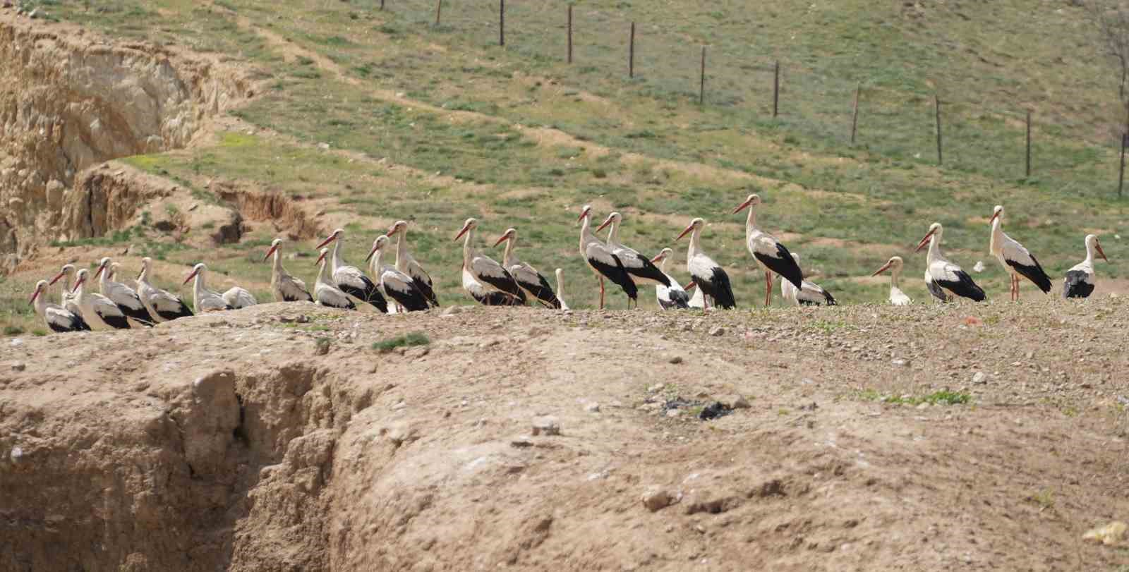 Göç yolculuğunu tamamlayan leylekler, martılarla aynı alanda buluştu
